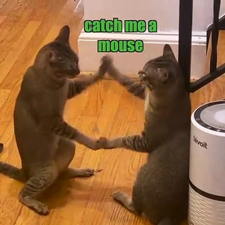 Two funniest cute cat