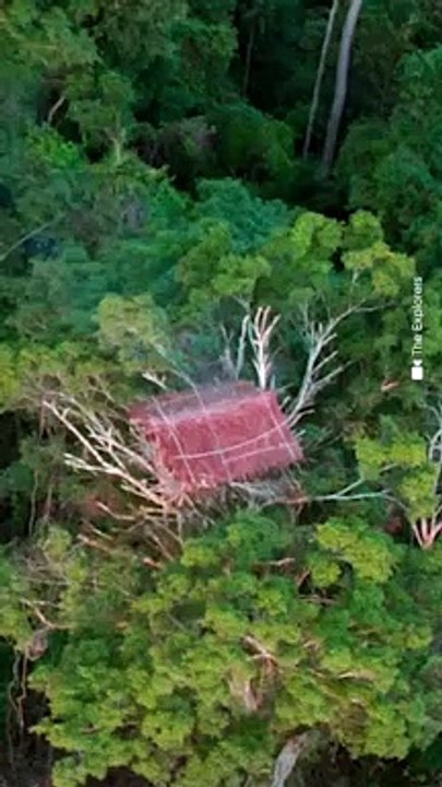 Des maisons à 40 m du sol dans la Jungle ?
