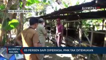 Antisipasi Wabah PMK, Dinas Peternakan Periksa 85% Sapi di Kabupaten Banjar, Hasilnya Masih Aman