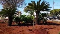 Plantio de muda de araucária no jardim da Prefeitura marca início de projeto sobre paisagens naturais