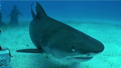 Les requins qui vivent dans les eaux de France
