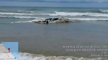 Baleia em estado de decomposição encalha em praia de Trairi