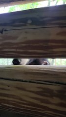 Bear Visits Men Working at Cabin Site