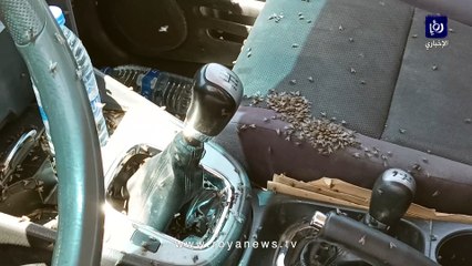 انتشار هائل للذباب في منطقة أذرح بمحافظة معان