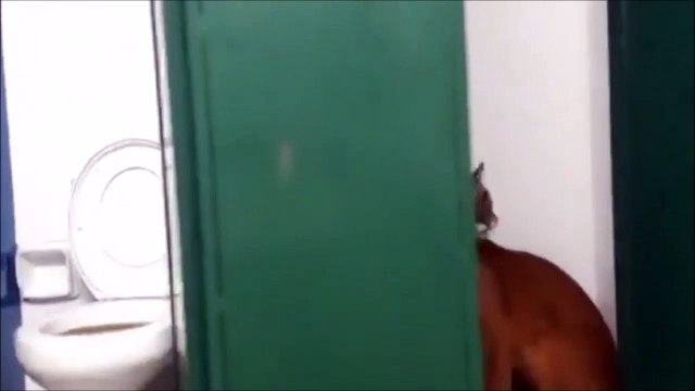 Un enfant découvre un puma dans les toilettes de l'école