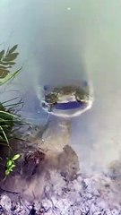 Stealthy Arapaima Fish Takes Food