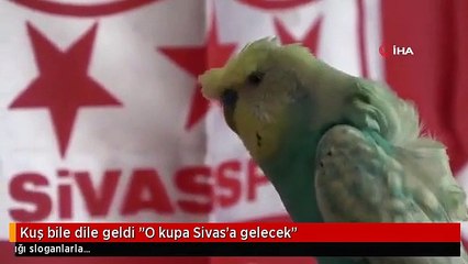 Kuş bile dile geldi "O kupa Sivas'a gelecek"