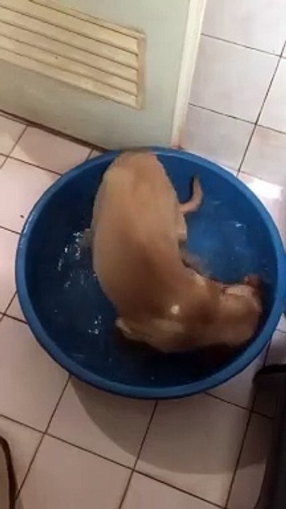 Puppy Loves Playing in her Bath