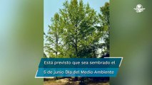 De Nuevo León para la CDMX!, el ahuehuete que será plantado en glorieta
