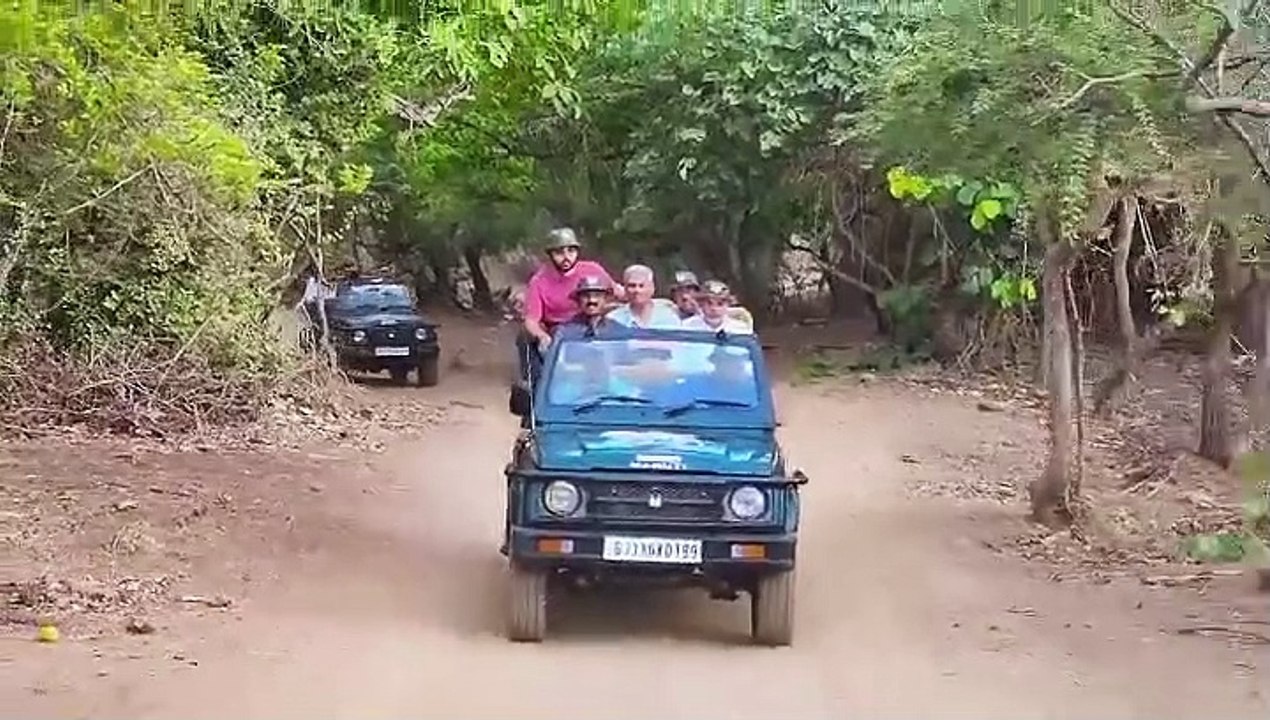 VIDEO Asiatic Lion एशियाई शेरों की संख्या में 3...