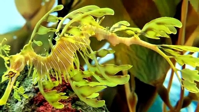 10 Curiosos Animales que se ocultan en las Profundidades del océano