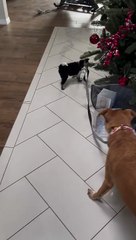 Sadie the Puppy Takes Sunny for a Walk Around the House