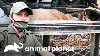 Confiscando a ciervo cazado de forma ilegal | Guardianes de Luisiana | Animal Planet