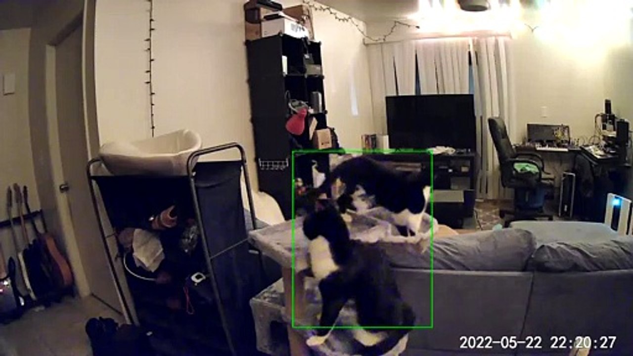 Two Cats Knock Over Unstable Scratching Post Startling Dog