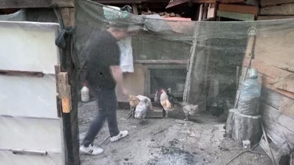 Tavuğun bovling labutuna benzeyen yumurtası şaşırttı