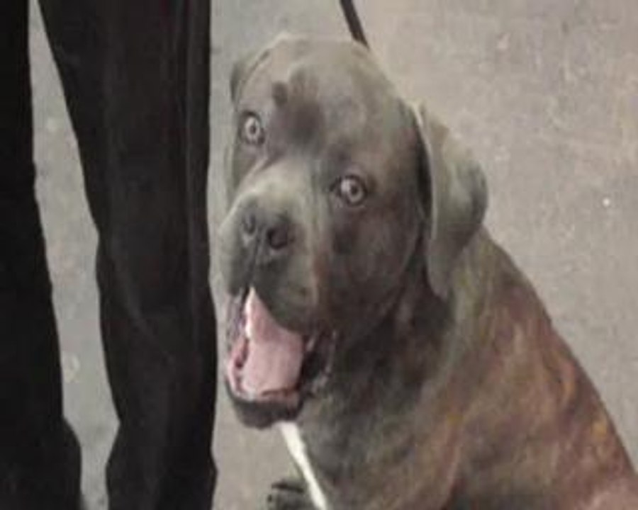 maubeuge expo canine