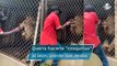 Terror en zoológico: león muerde a través de la reja los dedos de cuidador