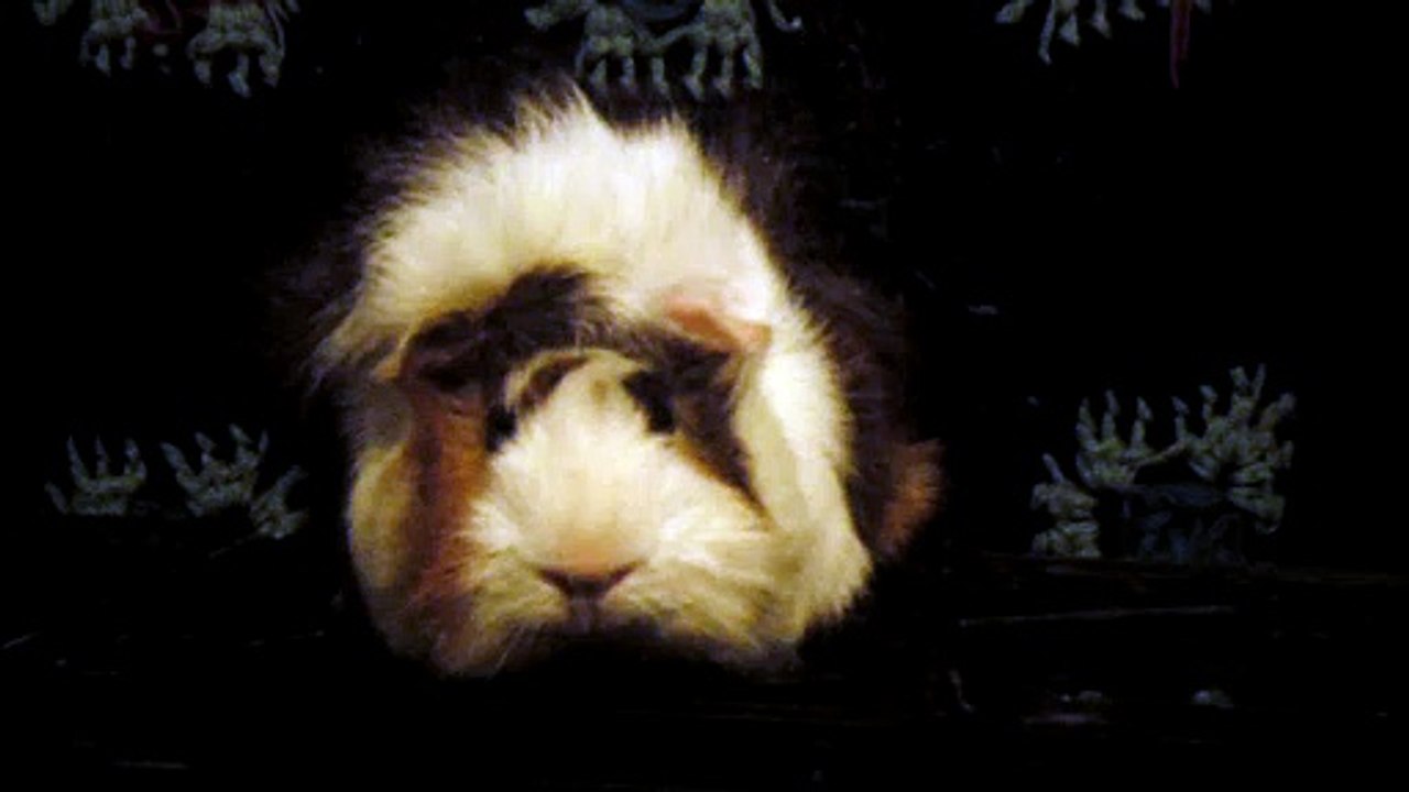 CAVIA PORCELLUS DAVID 102_8532