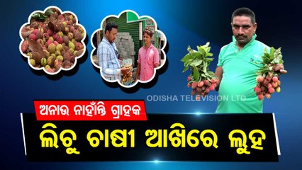 Litchi farmers suffer in Odisha’s Rourkela | Bear brunt of heatwave