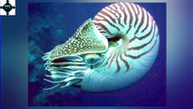 The Weirdest Deep Sea Creatures || Facts || Trivia || Part 1