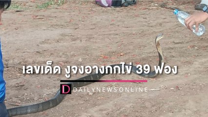 ผวาแม่งูจงอางกกไข่! กู้ภัยช่วยย้ายรังเจอ 39 ฟอง คอหวยไม่พลาดเลขเด็ด | HOTSHOT เดลินิวส์ 25/05/65