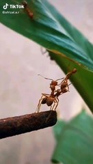 Kacang lupa kulitnya!!!!!