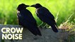 Crow Noises For Dogs And Cats | Crow Sounds Very Loud Video By Kingdom Of Awais