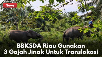 BBKSDA Riau Gunakan 3 Ekor Gajah Jinak Untuk Translokasi 2 Gajah Liar Di Inhu