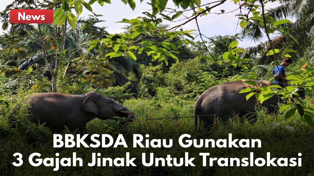 BBKSDA Riau Gunakan 3 Ekor Gajah Jinak Untuk Translokasi 2 Gajah Liar Di Inhu