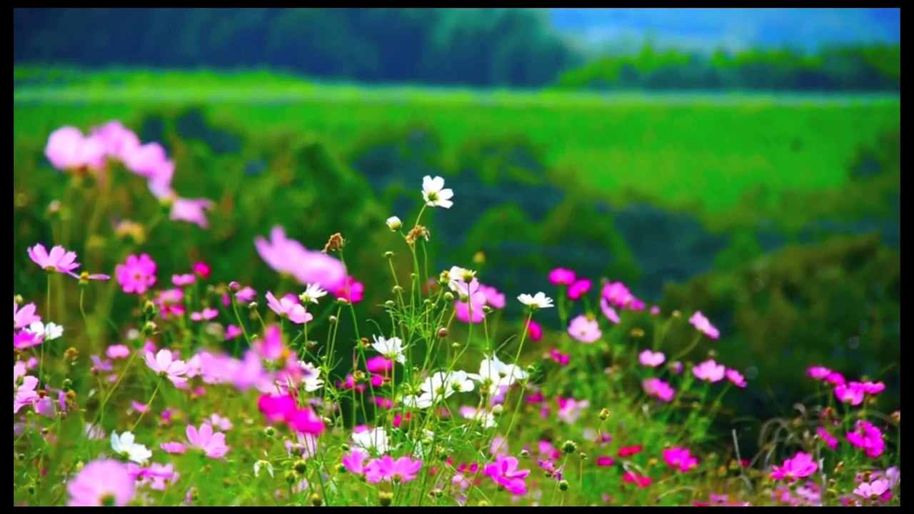 Nature Ambient Musical Relaxing Videos14