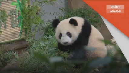 Panda Gergasi | Anak ketiga dinamakan 'Sheng Yi'