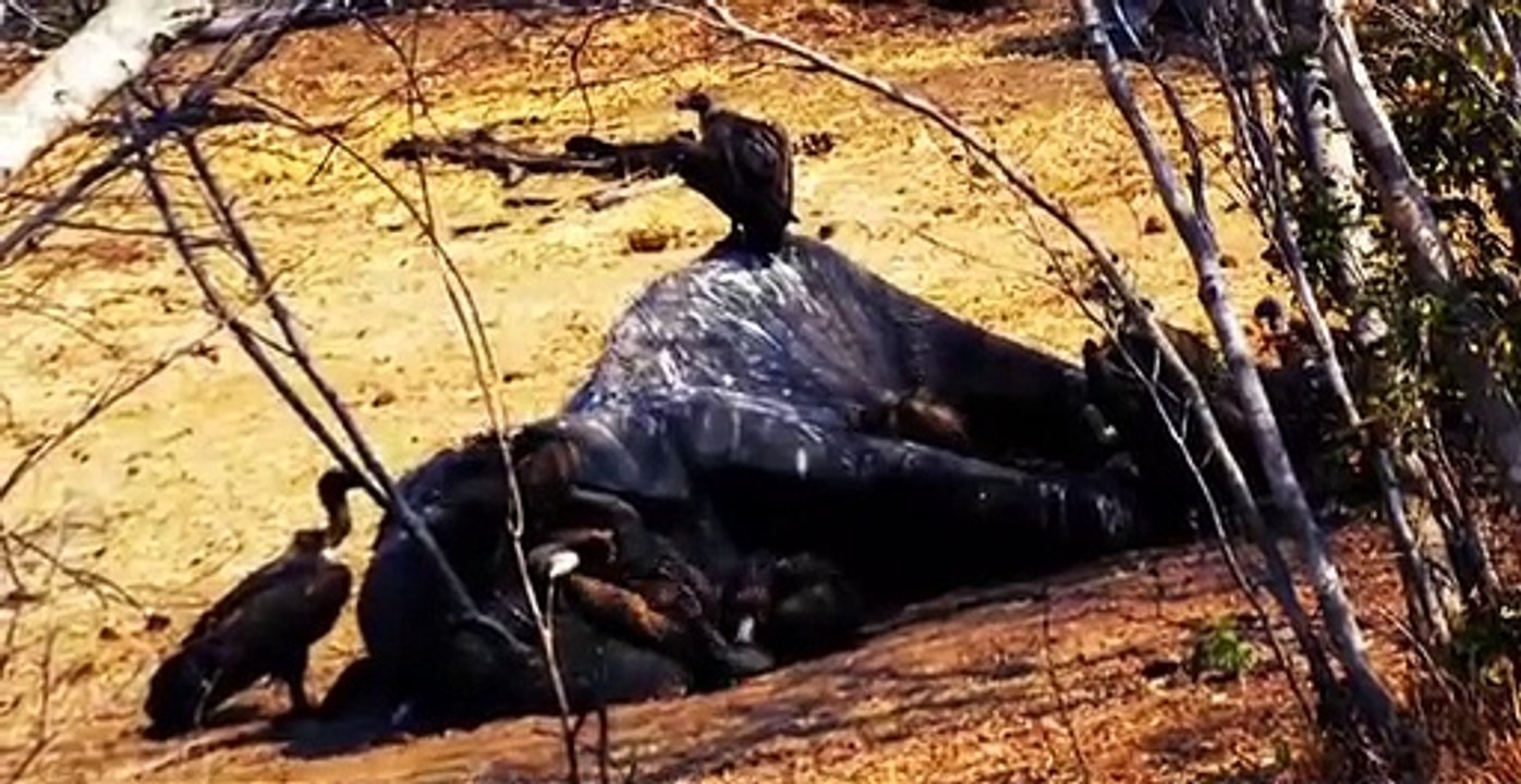 Richard E. Grants 7 Deadly Sins of the Animal Kingdom S01 E04