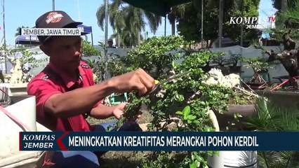 Pohon Raksasa Disulap Menjadi Bonsai Mungil dan Cantik