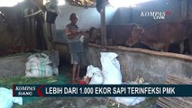 Sapi Terinfeksi Penyakit Mulut dan Kuku di Lumajang Jawa Timur Tembus 1000 lebih