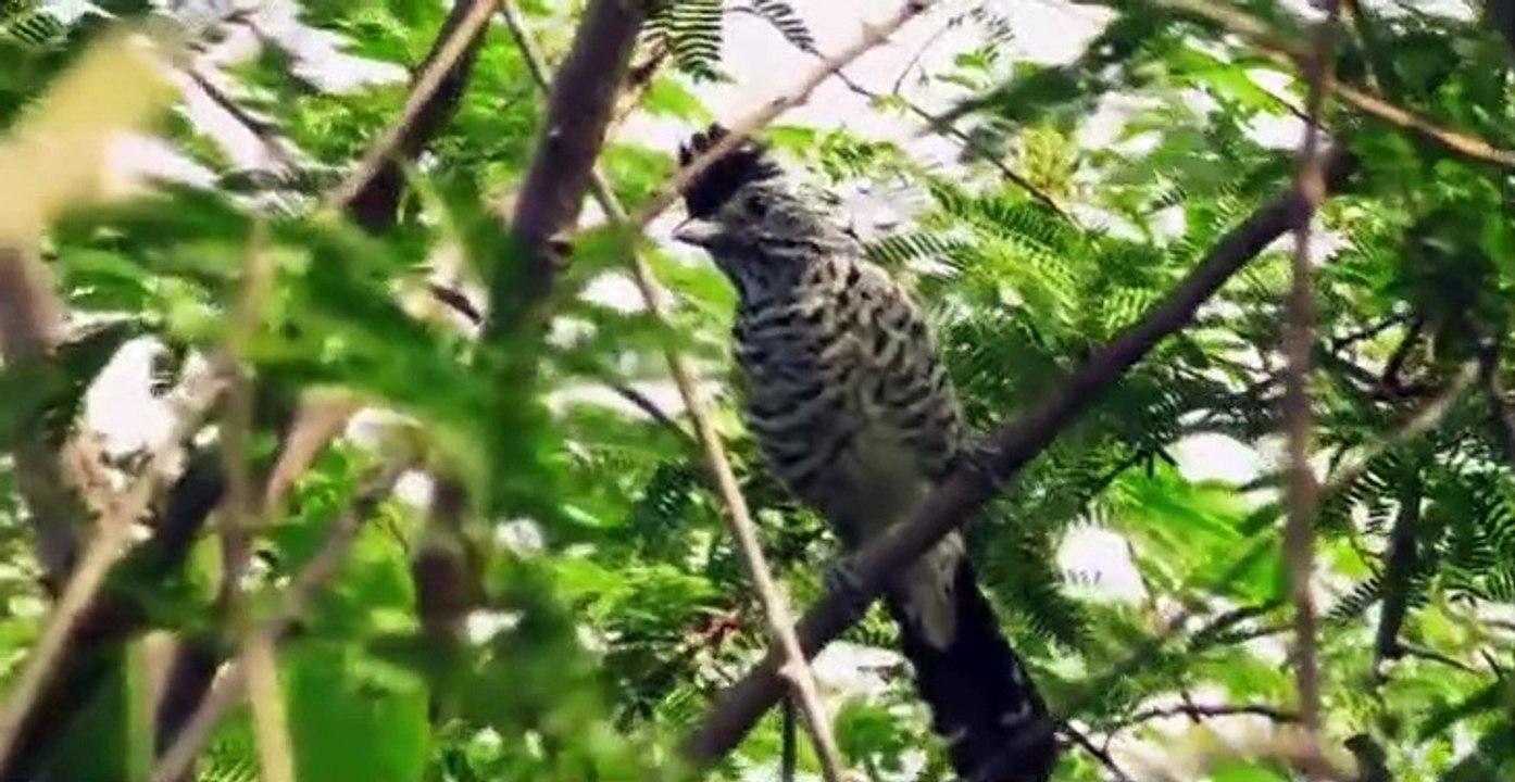 Richard E. Grants 7 Deadly Sins of the Animal Kingdom S01 E05