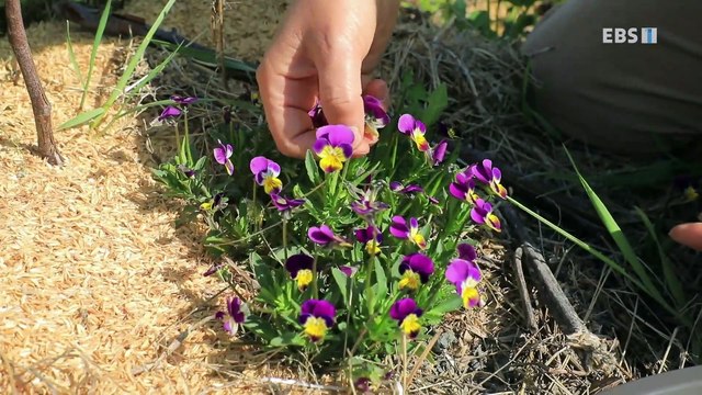 한국기행 - Korea travel_꿈을 찾아 여기에 3부- 바라는 대로, 낭만 농부_#001