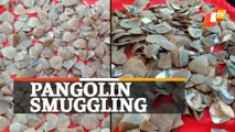 Pangolin Scales Seized In Malkangiri, Two Wildlife Criminals Arrested
