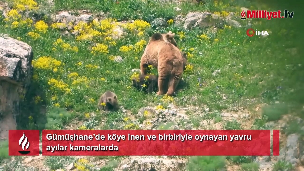 Gümüşhane’de köye inen ve birbiriyle oynayan yavru ayılar kameralarda