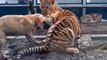 Un chien tient tête à un lion et un tigre