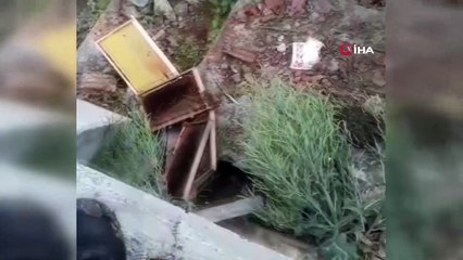 Arhavi’de ayılar köy bastı: Panik yaşandı