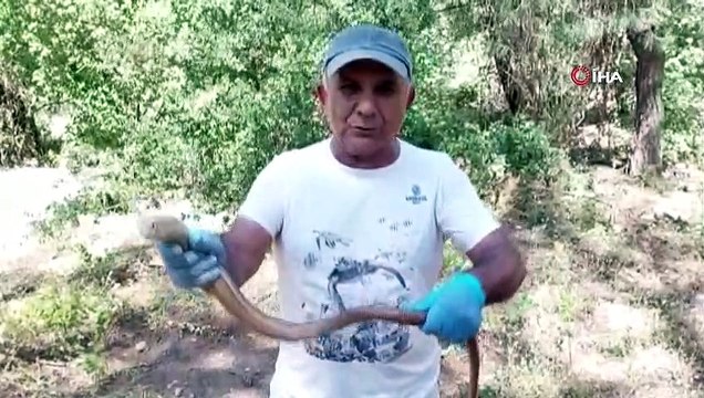 Bu hayvanların yaşam alanları gittikçe azalıyor! Sürücünün dikkati sayesinde ezilmekten kurtuldu