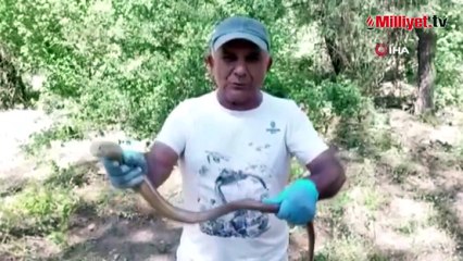 Yaşam alanları azalan oluklu kertenkelelerine dikkat çekildi