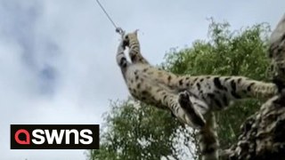 Watch as this serval leaps 8 feet into the air to get her dinner