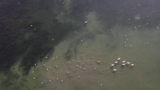 Tıbbi ve aromatik bitki bahçesinde hasat heyecanı yaşanıyor