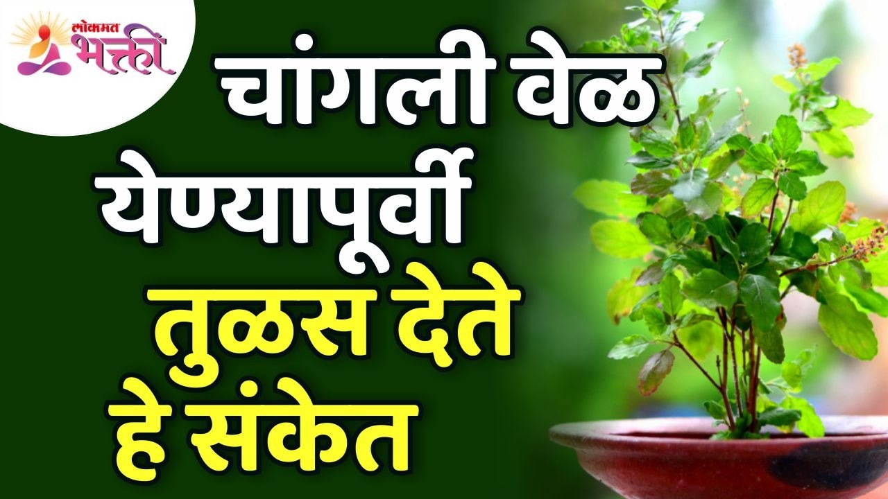 चांगली वेळ येण्यापूर्वी तुळस कोणते संकेत देते?...