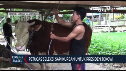 Petugas Seleksi Sapi Kurban Untuk Presiden Jokowi