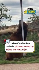Hài hước hình ảnh chú gấu gãi lưng nhưng lại trông như múa cột