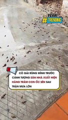 Cô gái rùng mình trước cảnh tượng sân nhà xuất hiện hàng trăm con ốc sên sau trận mưa lớn