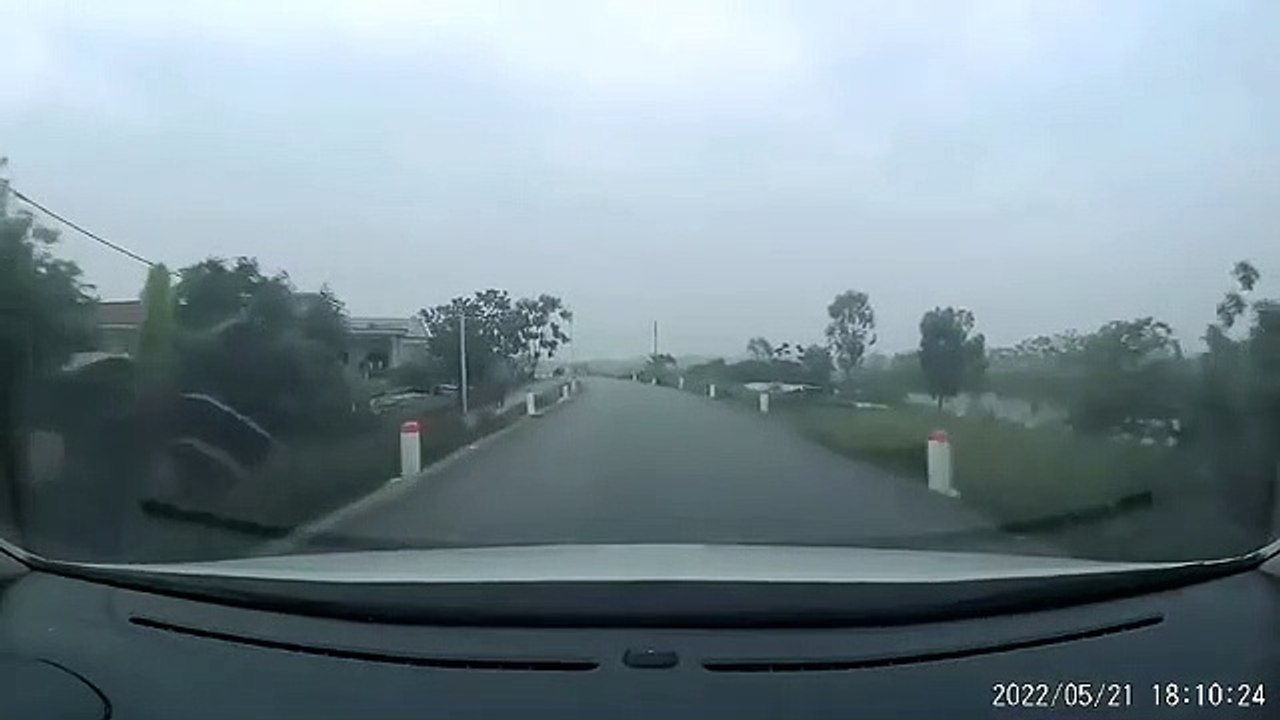gia súc thả rông