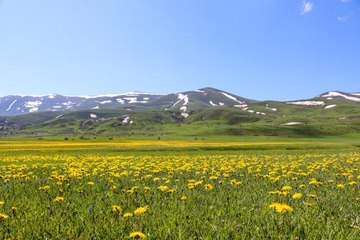 Sarı ve mor renkli çiçekler Erzurum ovalarını renklendirdi